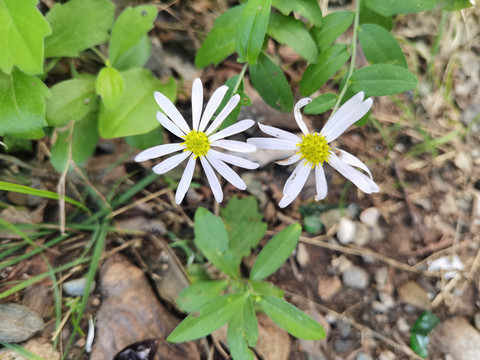 马兰花