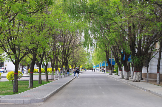 内蒙古大学校园林荫路
