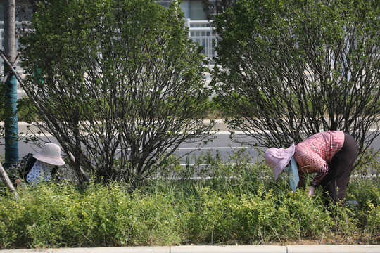 绿化带除草工人