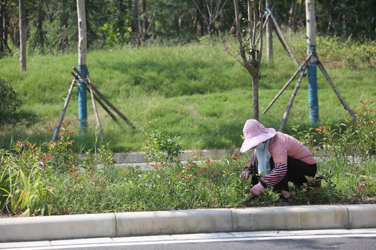 绿化带除草工人