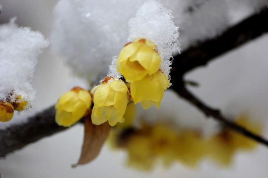 雪中腊梅