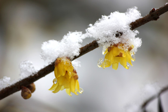 雪中腊梅