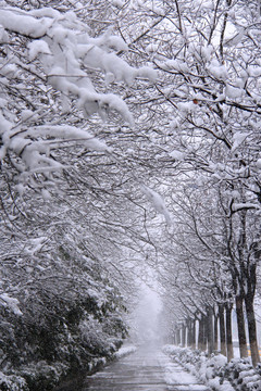 雪后景色