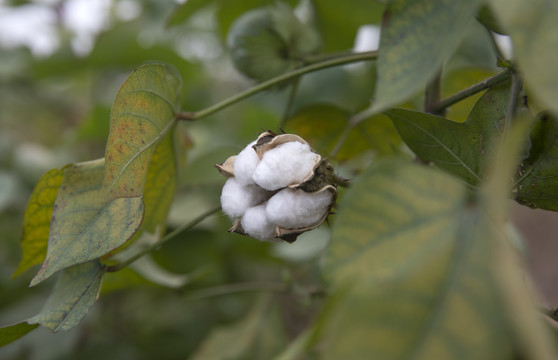 白棉花