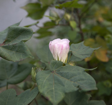 一朵棉花