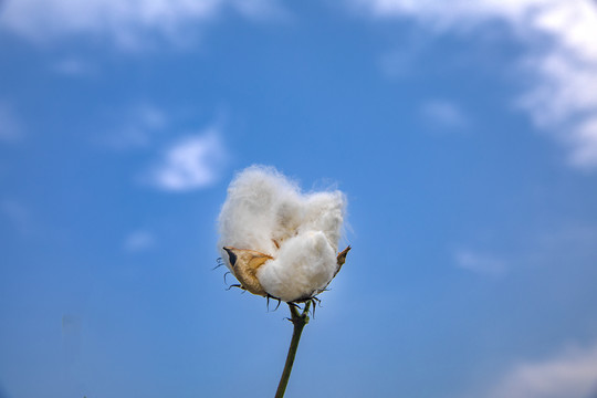 一朵棉花