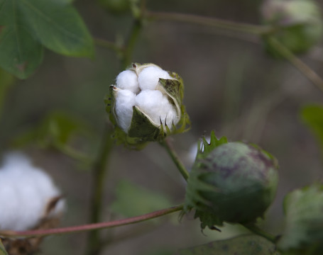 白棉花