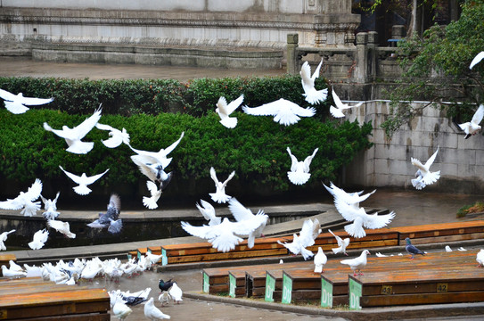 一群飞起的鸽子白鸽