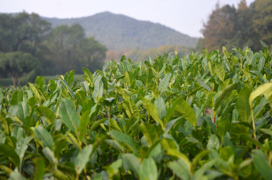 西湖龙井茶园