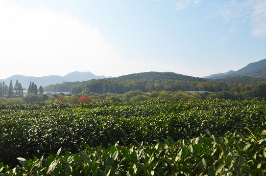 茅家埠