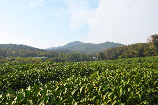 西湖龙井茶园