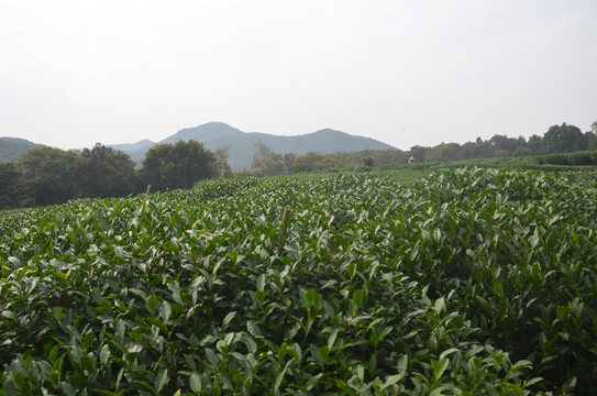 西湖龙井茶园