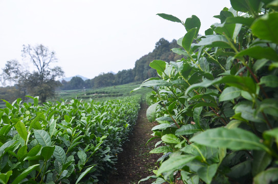 生态茶园