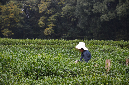 杭州茅家埠茶园