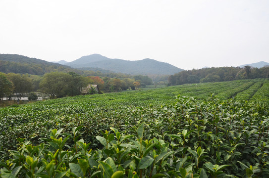 杭州茅家埠茶园