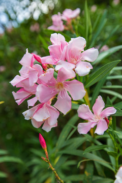 夹竹桃花卉特写