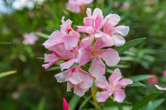 夹竹桃花卉特写