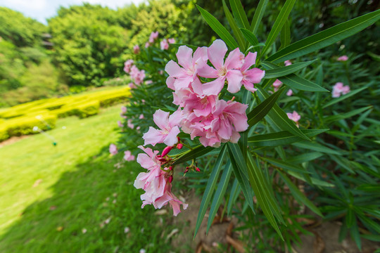 夹竹桃花卉特写