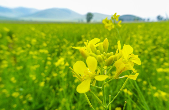 油菜花