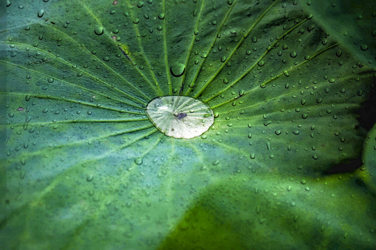 雨荷