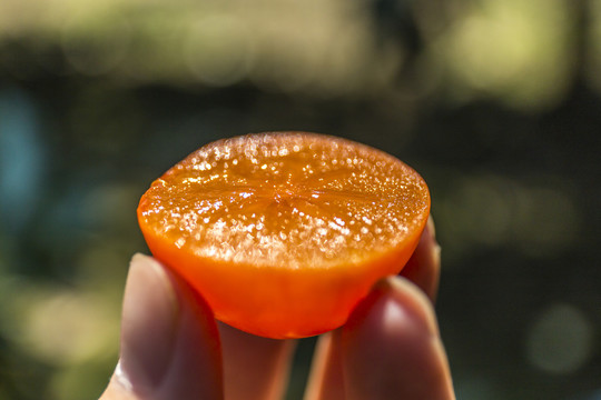 秋天成熟的柿子