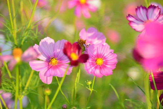 格桑花