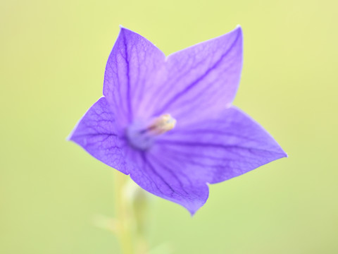 无名植物