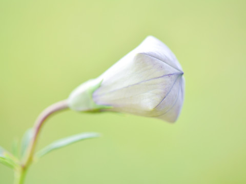 无名花草