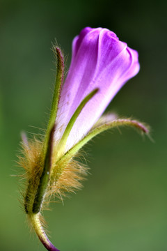 牵牛花