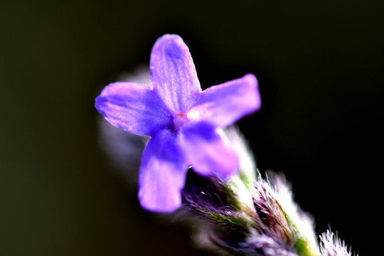 薰衣草花朵