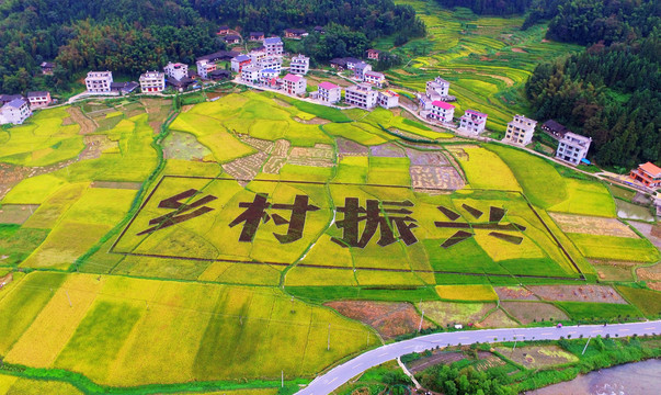 乡村振兴稻田宣传标语素材