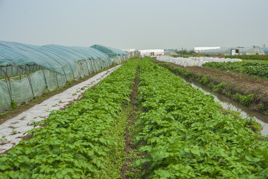 蔬菜基地