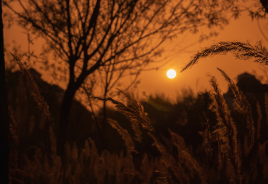 夕阳下的芦苇花