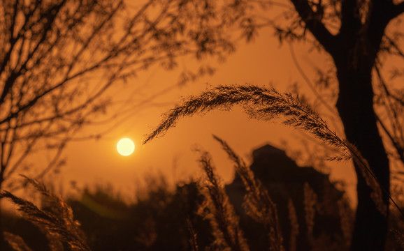 芦苇花和夕阳