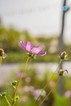 一朵格桑花