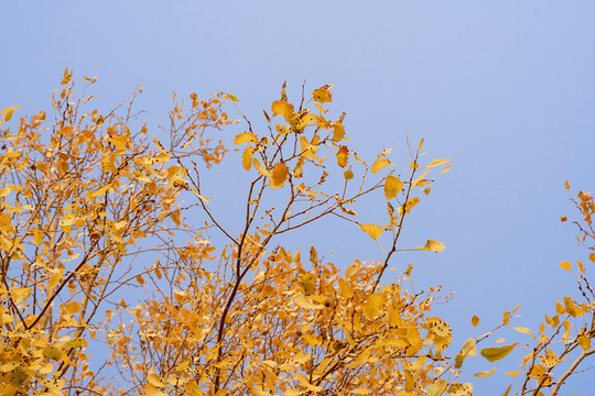 秋天黄叶和天空