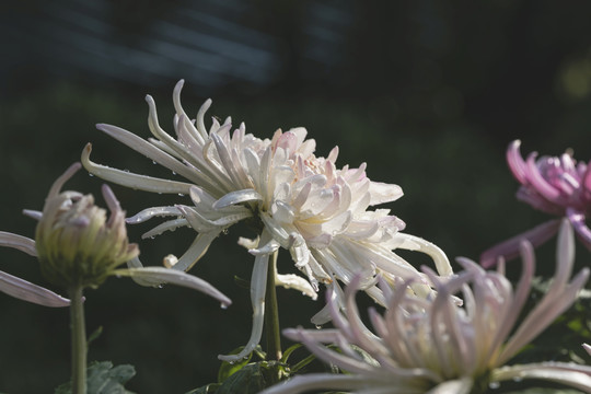 菊花水珠