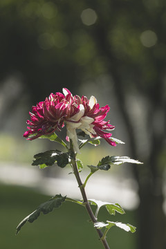 雨后水珠菊花