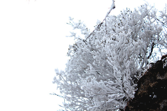 枯木上的积雪