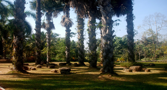 南国风光棕榈树