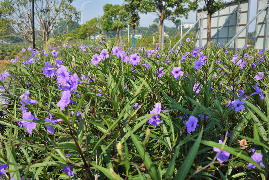 紫花