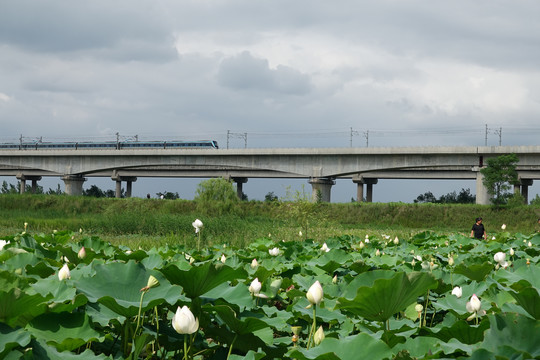 西安地铁与荷花