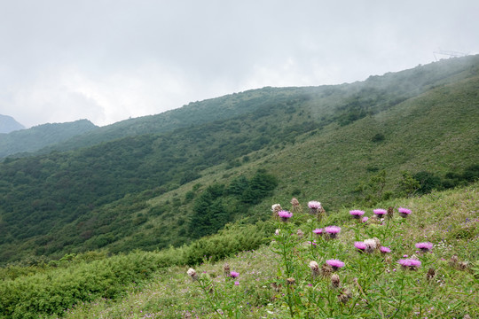 秦岭箭峪岭