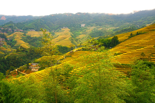 高原山村农田