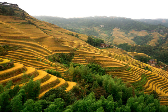 群山梯田