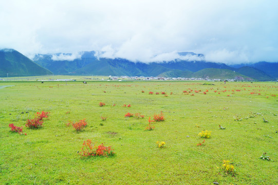 香格里拉纳帕海草原