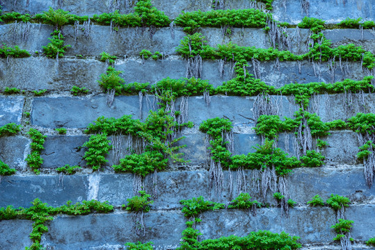 古砖墙绿植