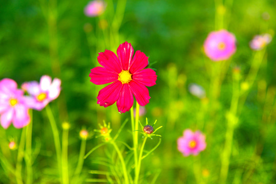 格桑花