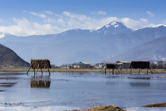 香格里拉蓝天雪山沼泽化草甸