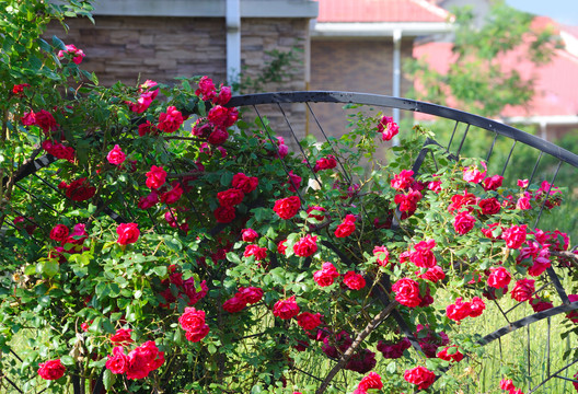 篱笆上的玫瑰花